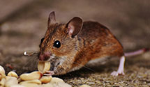 24 Hour & Emergency Exterminators in Sunland Park, NM